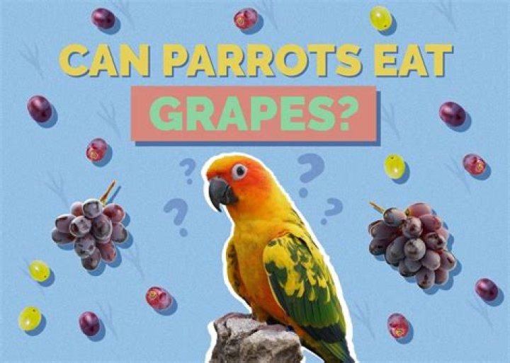 Are grapes toxic to parrots?