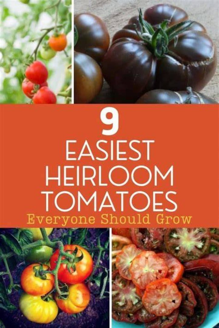 Are heirloom tomatoes easy to grow?