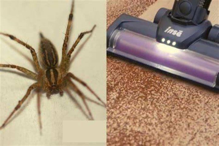 Can a spider crawl out of a vacuum?