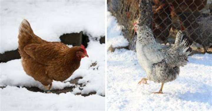 Can chickens stay outside in the winter?