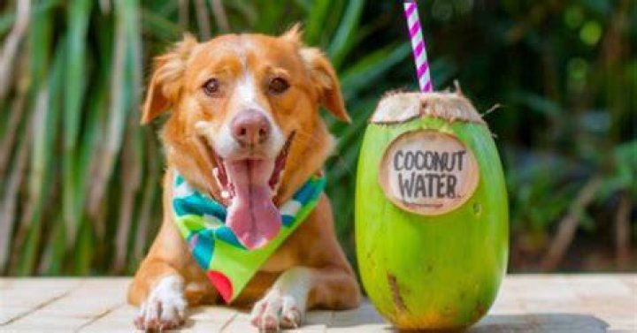 Can dogs drink coconut water?