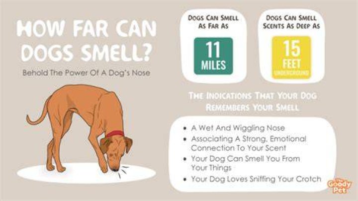 Can dogs smell anger?