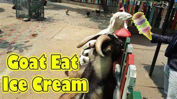 Can goats eat ice cream?