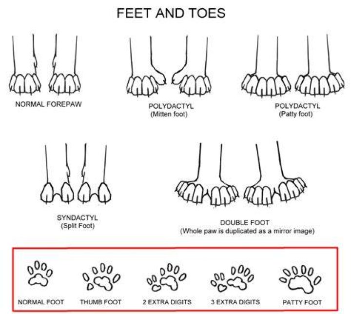 Do cats have 4 or 5 toes?
