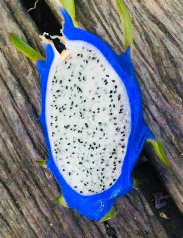 Does a blue fruit exist?