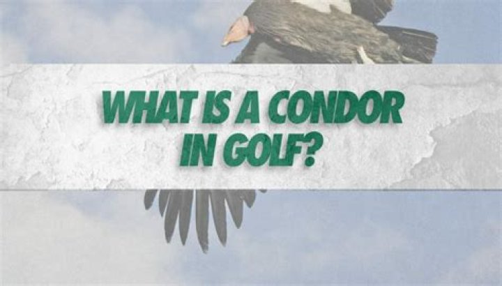Has anyone got a condor in golf?