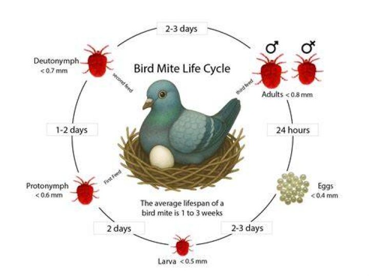 How do I get rid of bird mites?