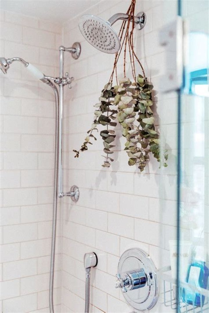 How long can you hang eucalyptus in the shower?
