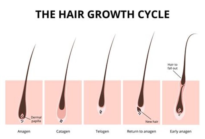 How many new hair grows a day?