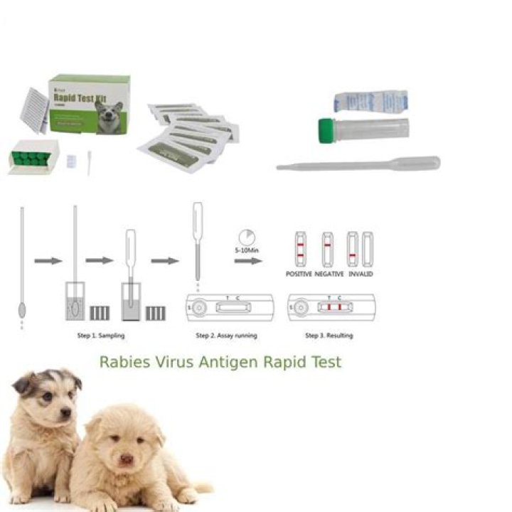 Is there a test for rabies?