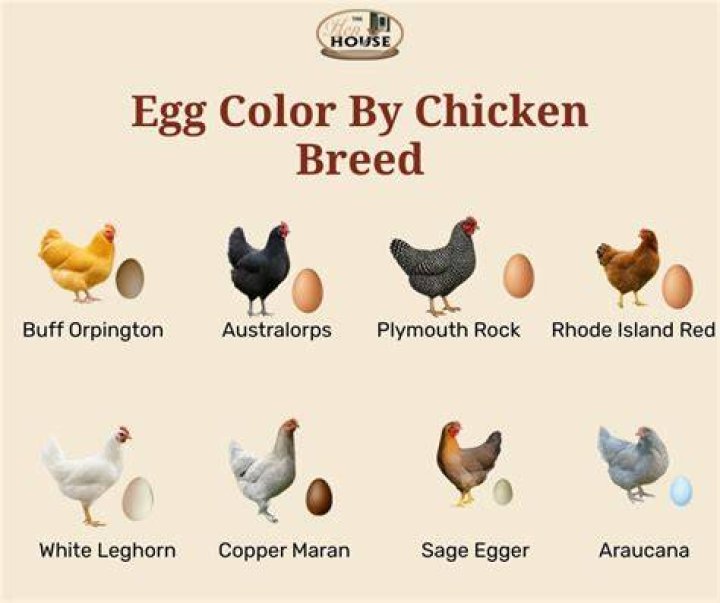 What color is best for chicken?