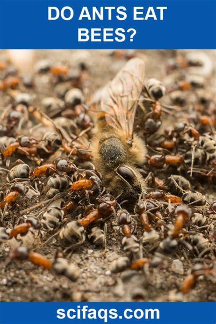 What do ants do when a bee dies?