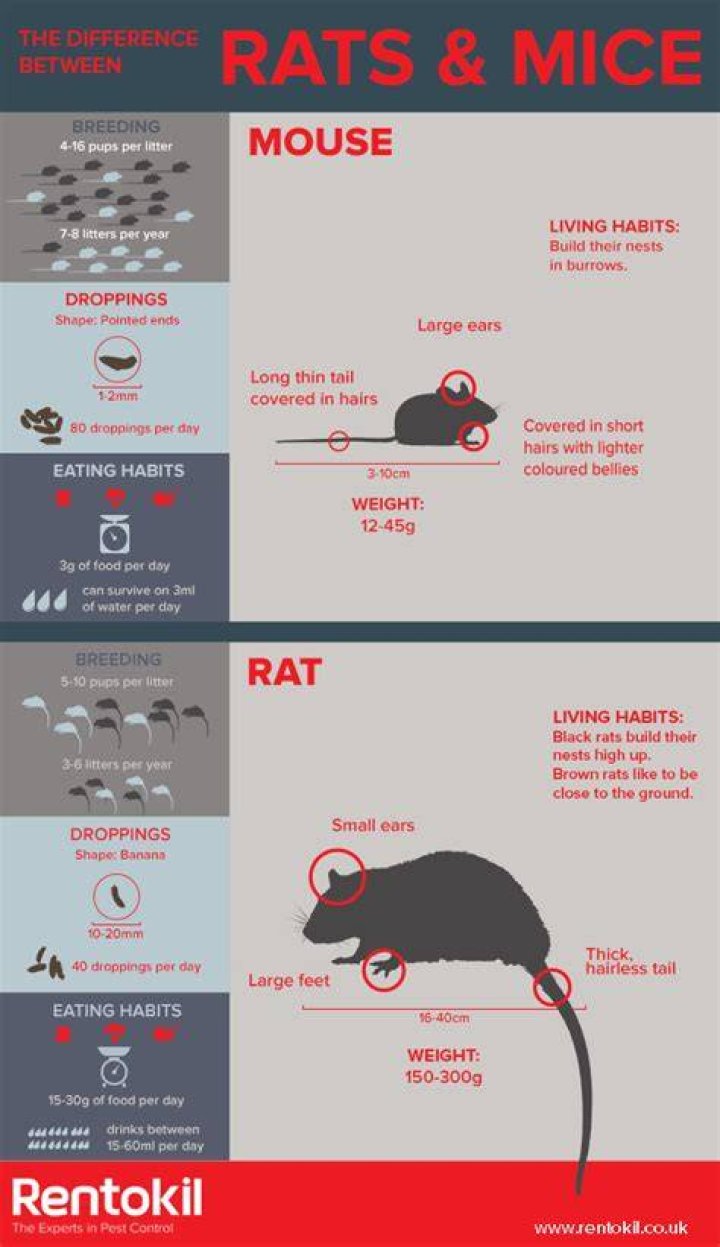 What do you do if you have rats UK?
