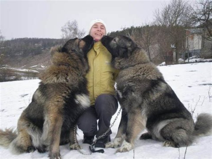What dog can fight a bear?