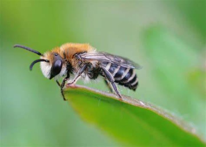 What is bee spit called?