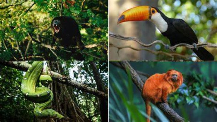 What is the safest jungle in the world?