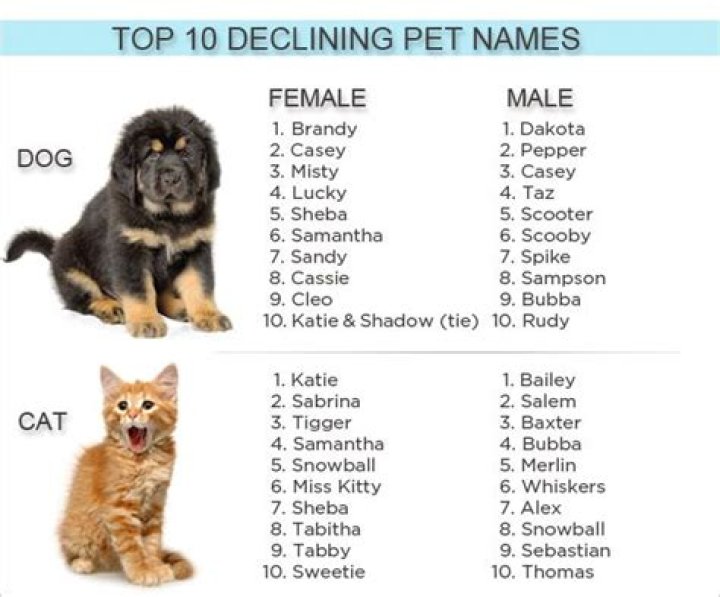 What should I name my male puppy?
