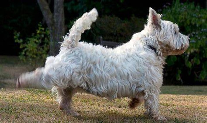 Why do dogs flick their back legs?
