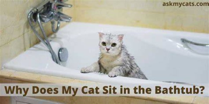 Why does my cat sit on the edge of the bathtub?
