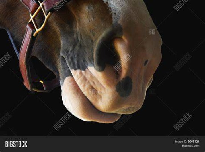 Why does my horse flap his lips?