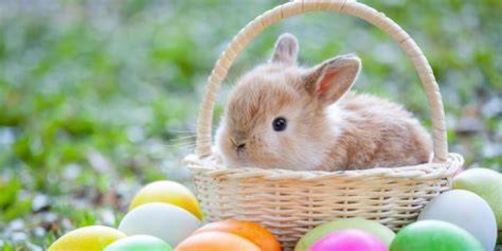 Why does the Easter Bunny exist?