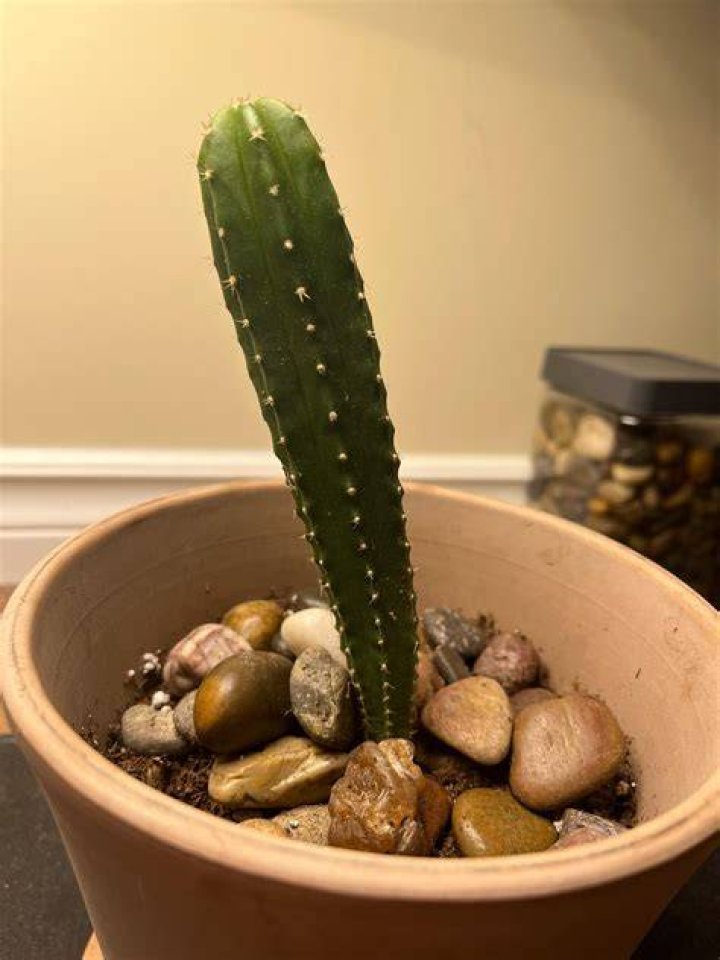 Why is my cactus skinny at the bottom?