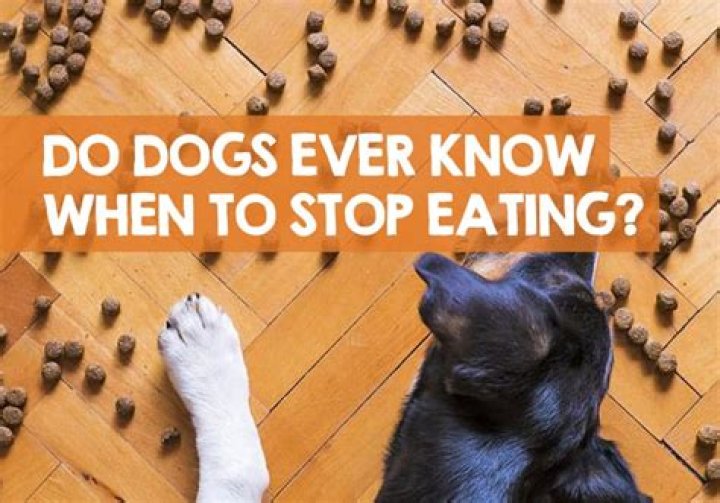 Will dogs stop eating when they are full?